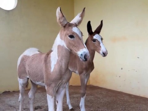 我的世界骡子怎么繁殖